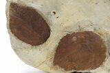 Wide Plate with Four Fossil Leaves (Two Species) - Montana #305985-2